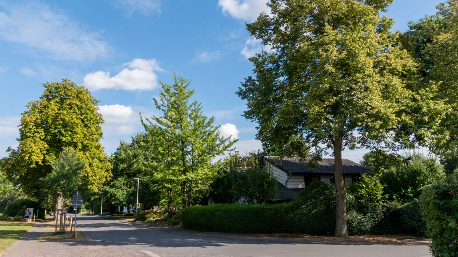 Quiet suburban street lined with tall green trees under a blue sky